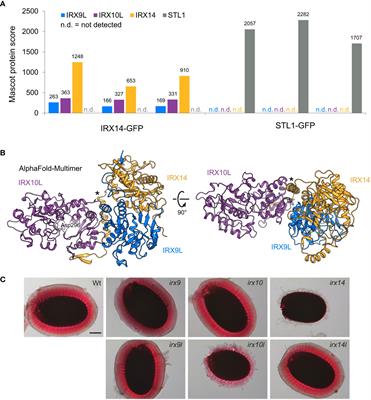 β-1,4-Xylan backbone synthesis in higher plants: How complex can it be?